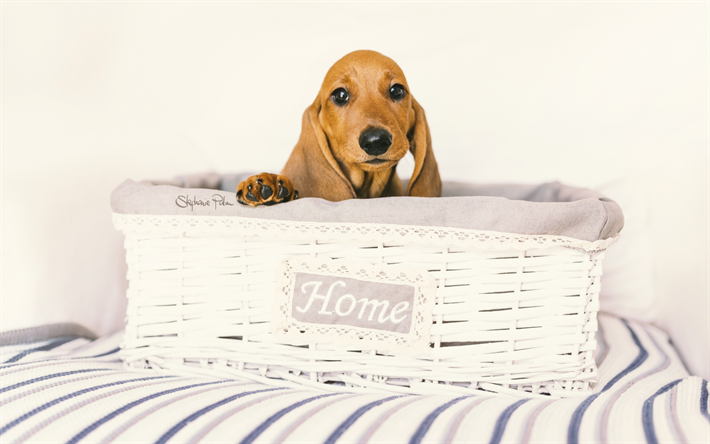 ダウンロード画像 犬ダックスフン バスケット 犬 子犬 茶色のダックスフン ペット かわいい動物たち フリー のピクチャを無料デスクトップの壁紙