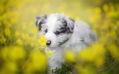 Aussie, yellow flowers, bokeh, Australian Shepherd, pets, puppy, dogs, small Aussie, lawn, cute animals, Australian Shepherd Dog, Aussie Dog