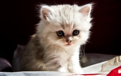 Persian Cats, close-up, kitten, fluffy cat, cats, white kitten, domestic cats, pets, Persian