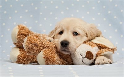 labrador, toy, puppy, retriever, small labrador, pets, cute animals, labradors, golden retriever