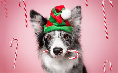 Australian Shepherd, Christmas, New Years hat, white gray dog, pets, aussies, dogs