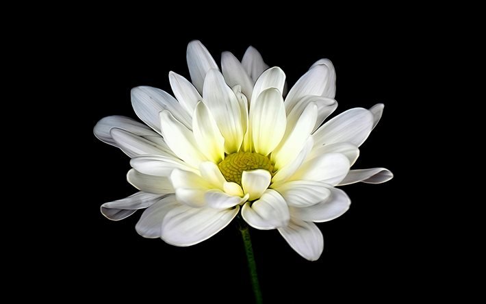 white daisy, 4k, macro, black background, white flowers, daisy, beautiful flowers