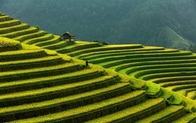 campi di riso, Vietnam, gradini verdi, terrazze di riso, coltivazione del riso