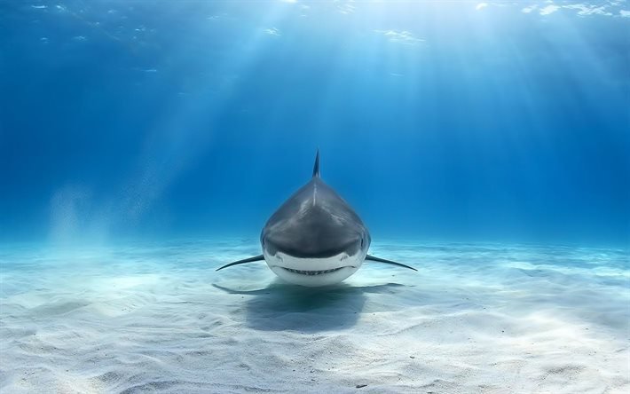 white shark, seabed, underwater world, predator, shark under water, sharks
