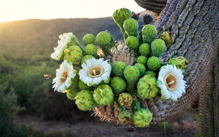 fleurs blanches sur un cactus, soir&#233;e, coucher de soleil, cactus, d&#233;sert