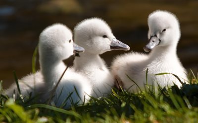 chicks swans, white swans, little swan, birds