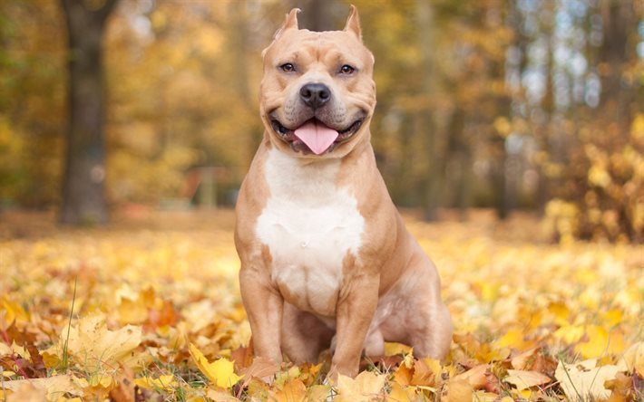 Download wallpapers Fighting Dog, American Pit Bull Terrier, autumn for