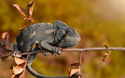 chameleon, reptile, autumn, dragonfly, branch
