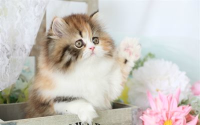 persian kitten, 4k, cute animals, kitten, cats, Persian cat