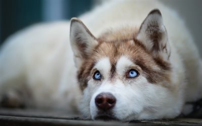 husky, white dog, blue eyes, cute dog, sad dog, pets, dogs