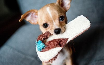 Chihuahua, close-up, dogs, puppy, dog with sneaker, funny dog, cute animals, pets, Chihuahua Dog