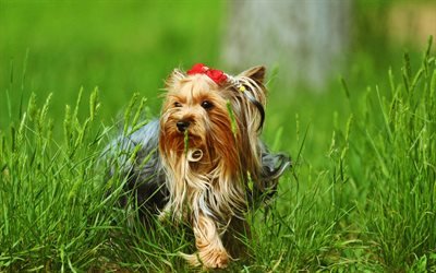 Yorkshire Terrier, lawn, cute dog, summer, red bow, Yorkie, fluffy dog, dogs, cute animals, pets, Yorkshire Terrier Dog