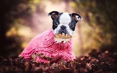 little cute puppy, french bulldog, cute little dogs, pets, dogs, autumn, forest, dog clothes