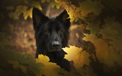 Black German Shepherd, autumn, bokeh, close-up, cute animals, German Shepherd, dogs, black dog, German Shepherd Dog