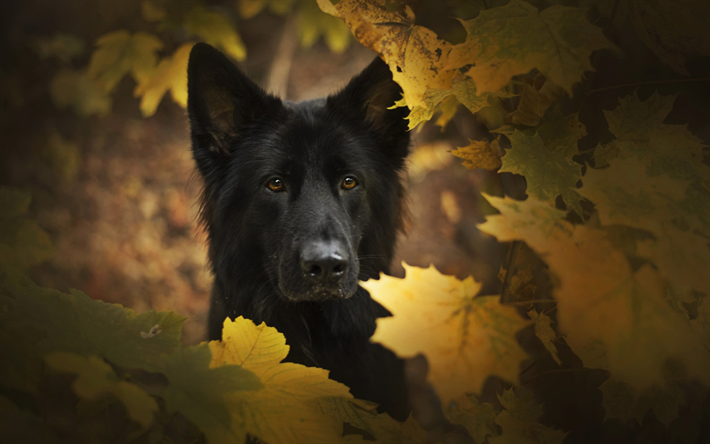 Noir Berger allemand, automne, bokeh, close-up, des animaux mignons, Berger allemand, chiens, chien noir, Chien de Berger allemand