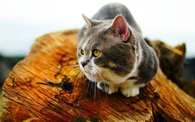 4k, British Shorthair, boekh, domestic cat, gray cat, pets, cats, cute animals, British Shorthair Cat