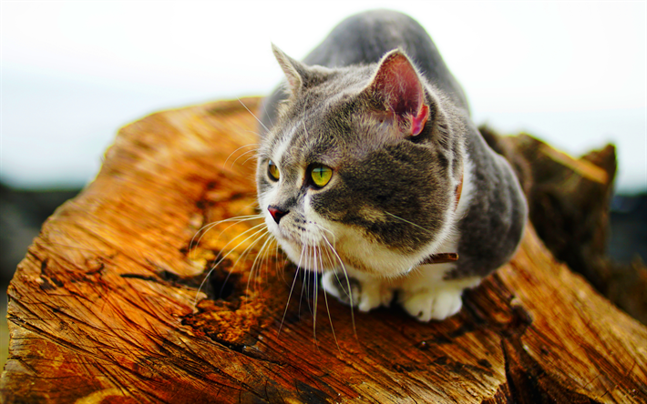 4k, British Shorthair, boekh, chat domestique, chat gris, les animaux de compagnie, chats, animaux mignons, le British Shorthair