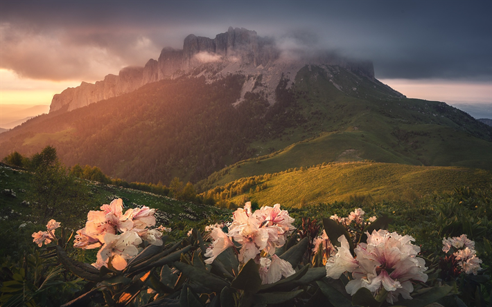 coucher de soleil, paysage de montagne, le soir, la for&#234;t, les fleurs de montagne