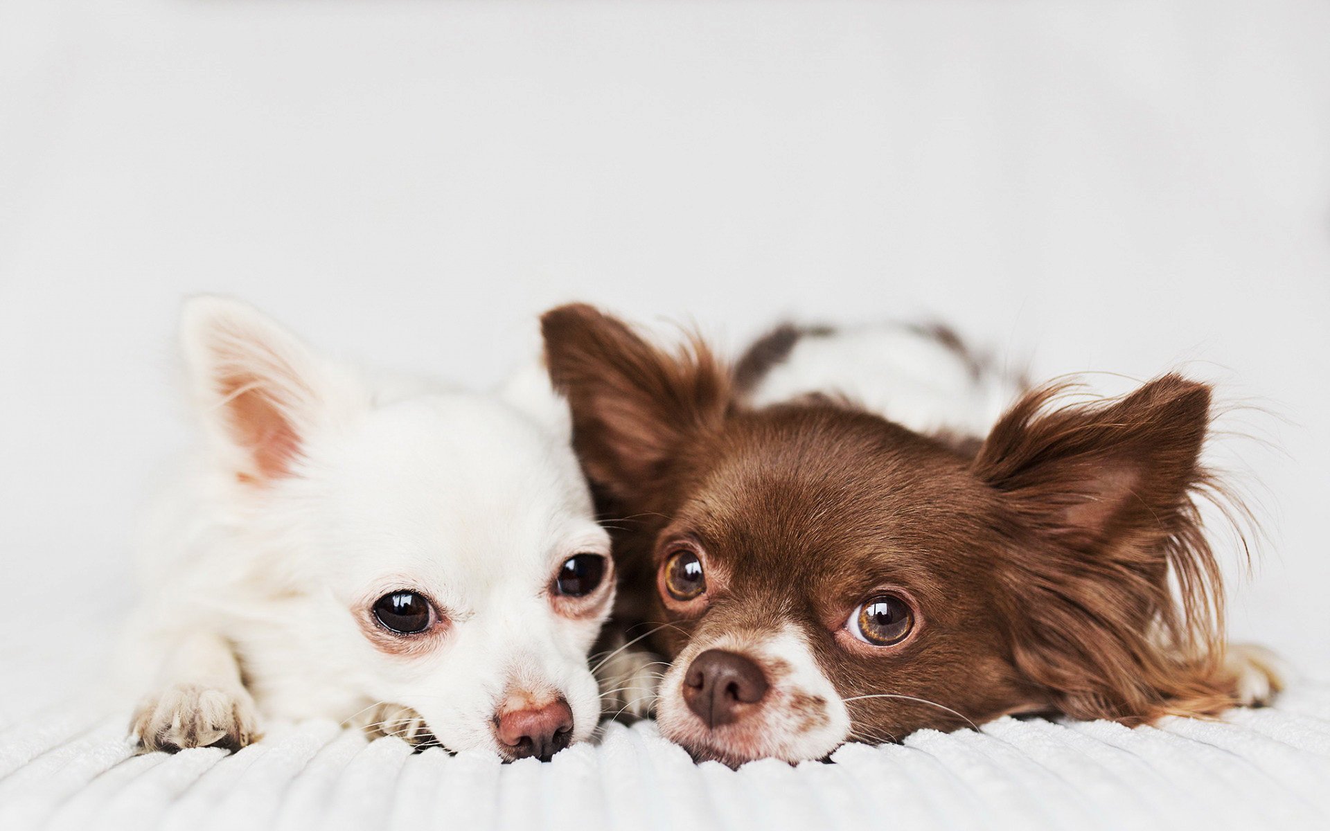 ダウンロード画像 チワワ 家族 犬 ボケ 茶色と白のチワワ 近 かわいい動物たち ペット チワワ犬 画面の解像度 19x10 壁紙デスクトップ上
