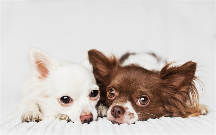 Chihuahua, la famille, les chiens, le bokeh, le brun et le blanc chihuahua, close-up, des animaux mignons, des animaux de compagnie, Chien Chihuahua