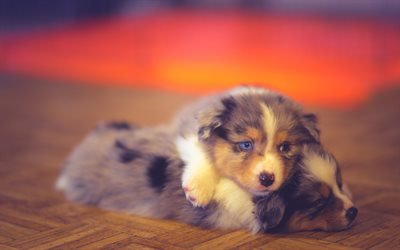Australian Shepherds, little puppies, brothers, family, cute animals, aussies, dogs