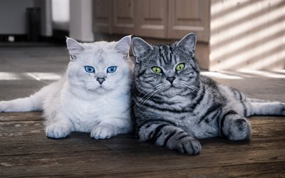 British Shorthair, family, gray cat, white cat, pets, cats