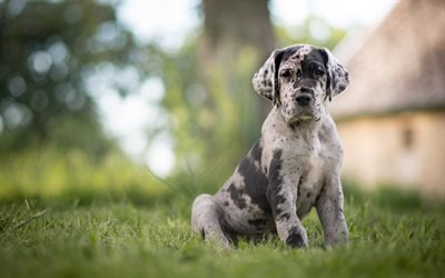 small gray puppy, spotted dog, pets, cute animals, dogs