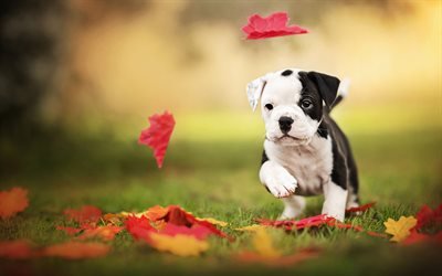 English Bulldog, puppy, autumn, bokeh, pets, running dog, English Bulldog Dog, cute animals