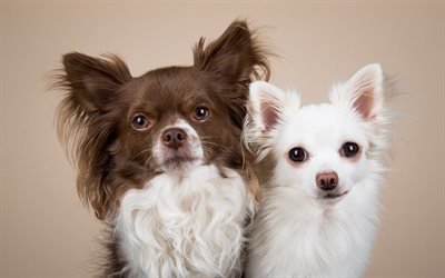 Chihuahua, perros lindos, marr&#243;n del perro, perro blanco, animales divertidos, perros