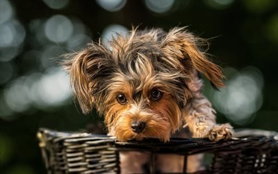 Yorkie, basket, close-up, Yorkshire Terrier, bokeh, cute animals, pets, dogs, Yorkshire Terrier Dog
