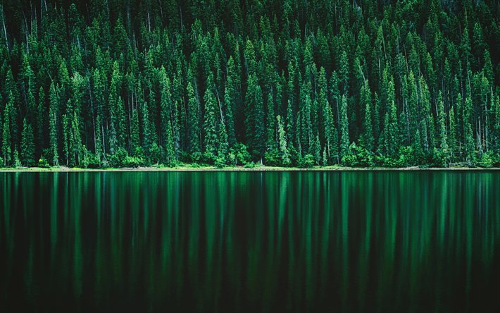 forest lake, vihreit&#228; puita, mets&#228;, kaunis luonto, j&#228;rvi maisema, Pinjamets&#228;&#228;