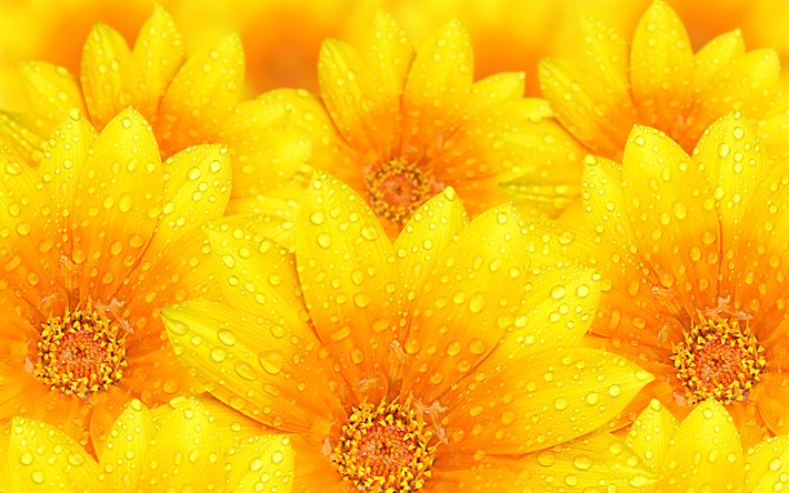 keltaiset kukat, 4k, makro, kaste, keltainen ter&#228;lehti&#228;, bautiful kukkia
