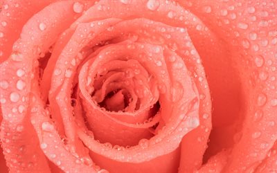 pink rose, rose bud, gotas de agua sobre una rosa, p&#233;talos de rosa, rosa bella flor, rosas