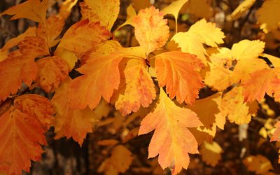 foglie di autunno, foglie gialle, autunno, il periodo dell&#39;anno, texture delle foglie