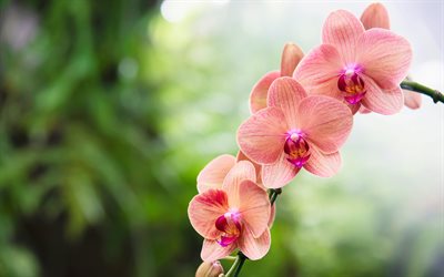 lilac orchids, orchid branch, pink orchids, tropical flowers, orchids