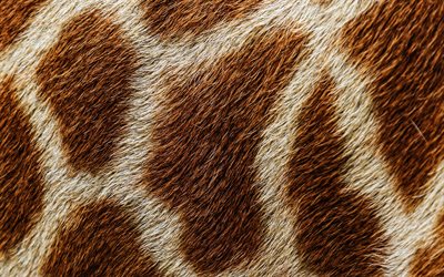 giraff hudens struktur, makro, brun blotting konsistens, giraff hud, giraff bakgrund, giraff ull, giraff l&#228;der bakgrund