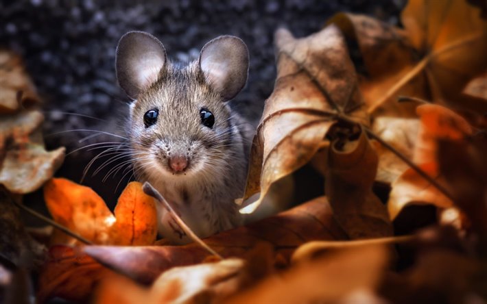 mouse, autumn, bokeh, yellow leaves, rodents