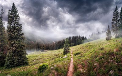 sentiero di montagna, foresta, nebbia, mattina, montagne, alberi verdi, ambiente, proteggere la foresta