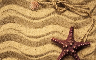 砂, ビーチ, ヒトデ, 貝殻