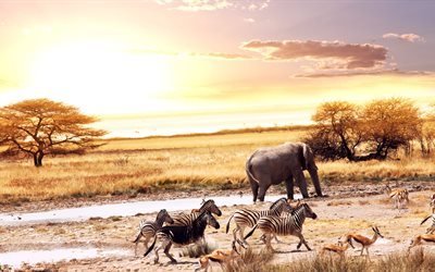 Afrika, zebror, afrikanska elefanter, r&#229;djur, savanna, 5k