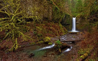 waterfall, stream, forest, USA, Oregon, Wiesendanger Falls
