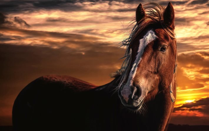 cavalo castanho, c&#233;u, p&#244;r do sol, cavalo