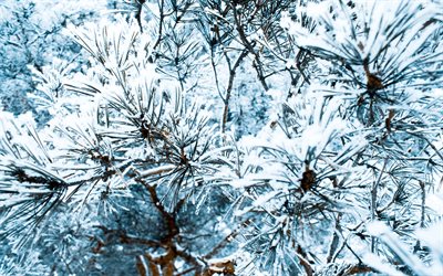 pine, needles, winter, snow, snow-covered tree, winter background