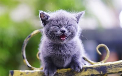 Scottish Fold, Gray Kitten, little cat, cute animals, kitten, cats