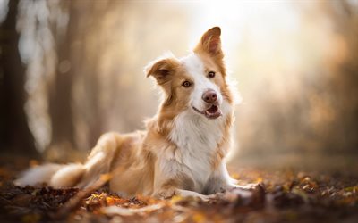 Border Collie, brown dog, pets, dogs