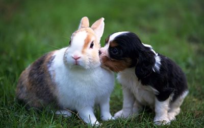 Collie Dog, rabbit, friendship, 4k, pets, cute animals, dogs, friends, puppy, Collie