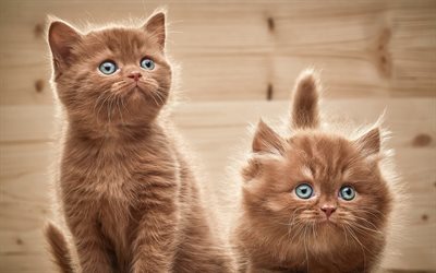 4k, British Semi Longhair Cat, kittens, pets, cats, cute animals, British Semi Longhair
