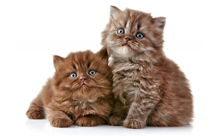 peque&#241;os gatitos, British Semi Gatito de pelo Largo, gatos, marr&#243;n esponjoso gatitos