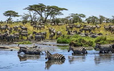 Zebra, Africa, lake, watering, wildlife