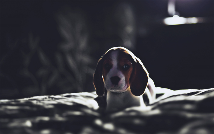 pequeno beagle, filhote de cachorro, trevas, c&#227;o bonito, animais de estima&#231;&#227;o, cachorros, beagle, triste c&#227;o, animais fofos, Beagle, C&#227;o